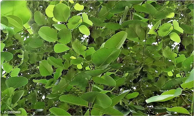 Baishnab  Chandan Plant A3 Red Sandalwood Plant