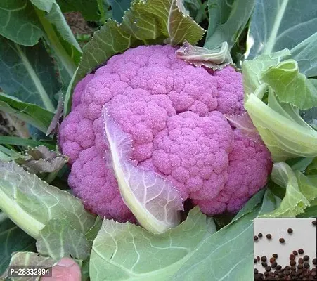 Baishnab Cauiliflower seed 290 per packet  rbPurple Cauliflower  Phol Gobhi  F1 Hybrid Vegetable Seeds   G3849290PIECE