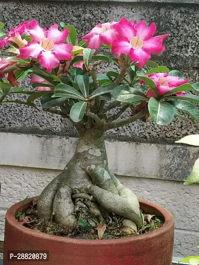 Baishnab  Adenium plant99 Adenium Plant-thumb0