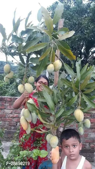 Baishnab Mango Plant Amrapali Live Grafted Mango Plant CF1001