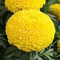 Baishnab Marigold Plant Marigold Plant 019-thumb1