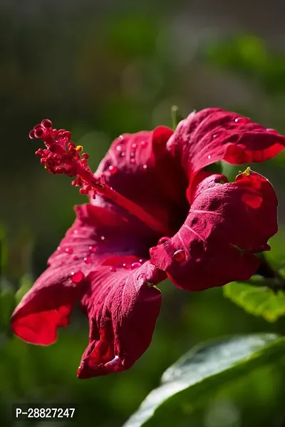 Baishnab  Hibiscus Red CF30003111 Hibiscus Plant