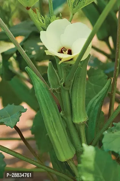 Baishnab vhindi sed 860 ps jkkGreen Okra Garden Seeds   Emerald Okra Seed for Planting LFS179860PIECE-thumb0