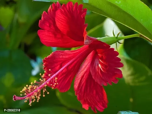 Baishnab Hibiscus Plant Live Red hibiscus flower plant-thumb0