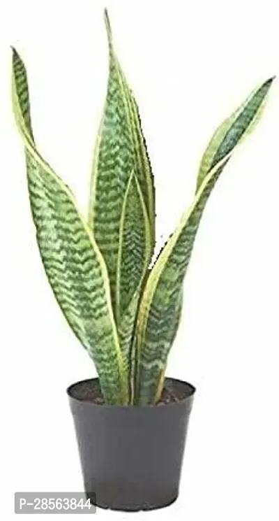 Baishnab Snake Plant Snake Plant Pot Included Air Purifier Plant-thumb0