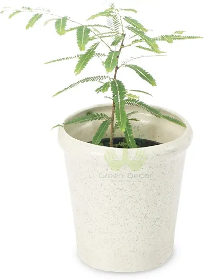 Limited Stock!! Plant & Planters 