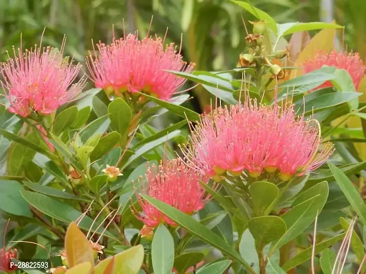 Baishnab  First Love Flower Plant Ficus Pumila Plan