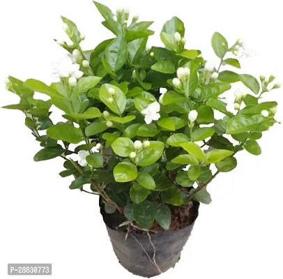 Baishnab  motiamogra jasmine live plant with poly-thumb0