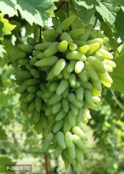 Baishnab  GREEN GRAPES PLANT11 Grapes Plant