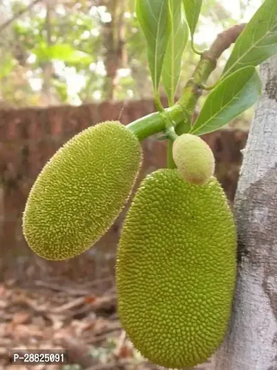 Baishnab  x01 Jack Fruit Plant