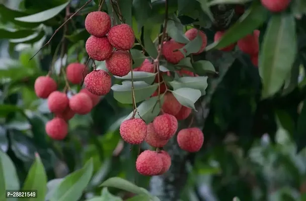 Baishnab  James litchi plant Litchi Plant-thumb0