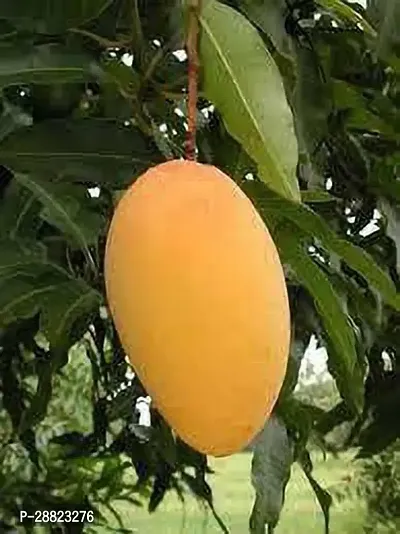 Baishnab  Mango Model nameIcecream plant CFO40-thumb0