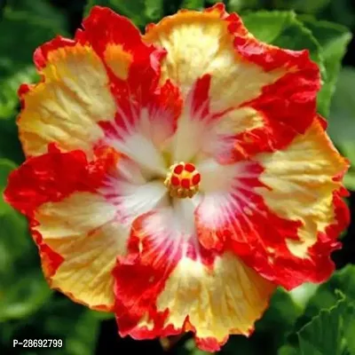 Baishnab Hibiscus Plant Hibiscus YellowRed Plant CF70024