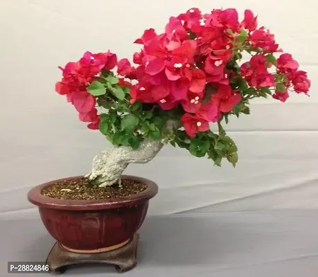 Baishnab  I001 Bougainvillea Plant