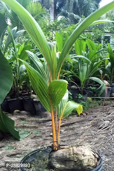 Baishnab  CGC01 Coconut Plant-thumb0