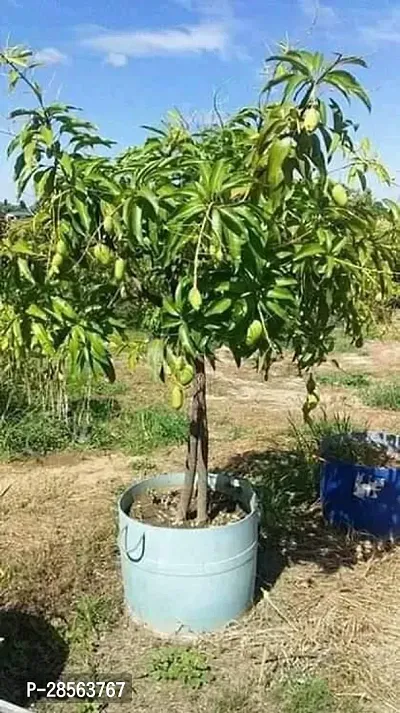 Baishnab Mango Plant Miyazaki Mango Plant003-thumb3