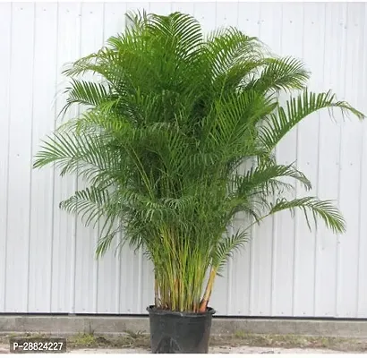 Baishnab  GZJ657 Areca Palm-thumb0