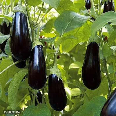 Baishnab Brinjal seeds 100 per packetAmerican Brinjal F1 Hybrid Variety Vegetable Seeds40PIECE