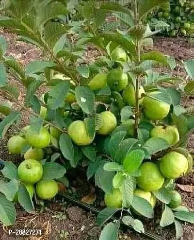 Baishnab  Baruipur Guava live plant Amrood plant-thumb0