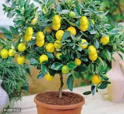 Baishnab  All Time Kagzi Lemon Plant44 Lemon Plant-thumb0