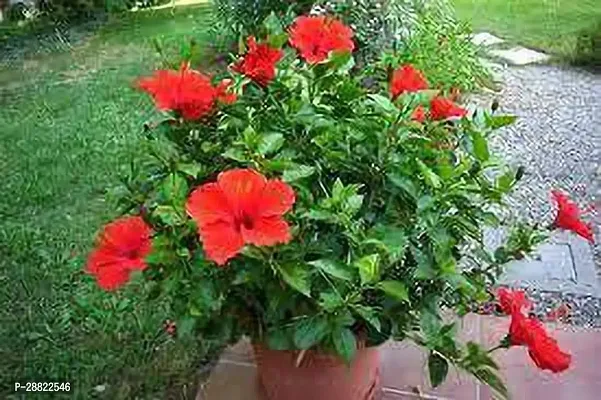 Baishnab  Red hibiscus flower plant Hibiscus Plant-thumb0