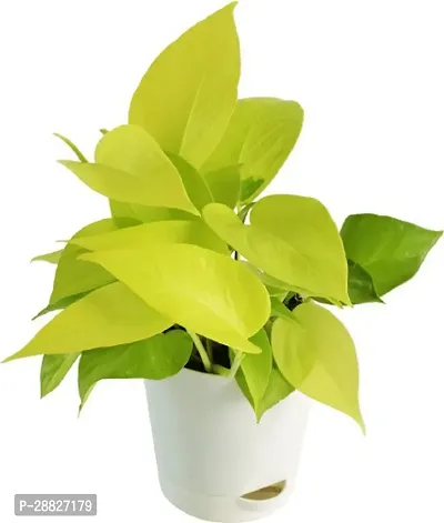 Baishnab  Golden money plant live plant Golden Mone-thumb0