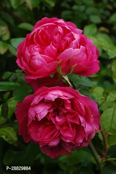 Baishnab  Hybrid Live Rose PlantCF0152 Rose Plant