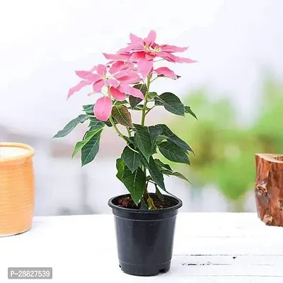 Baishnab  Poinsettia Christmas Flower Pink  Pla-thumb0