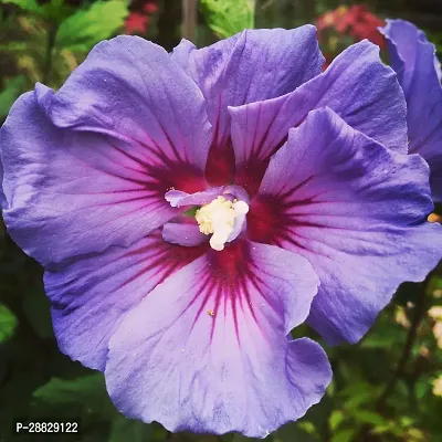 Baishnab  Hibiscus Blue Live Flower Plant CF42419-thumb0