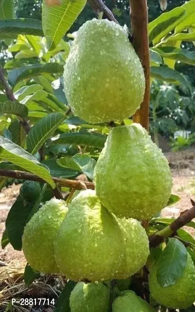 Baishnab  GUAVA 11 PLANT Guava Plant