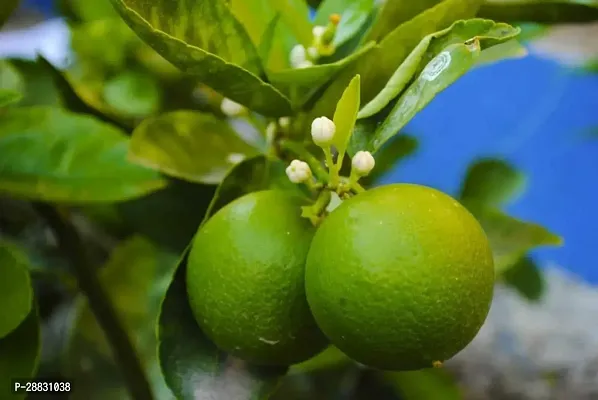 Baishnab  Lemon Plant 105 Lemon Plant