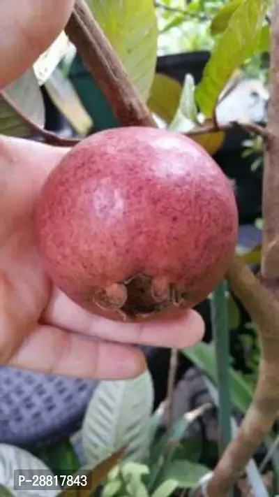 Baishnab  Guava fruit plant 03 Guava Plant