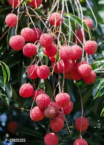 Baishnab  Litchi Plant Live Plant CF30104 Litchi-thumb0