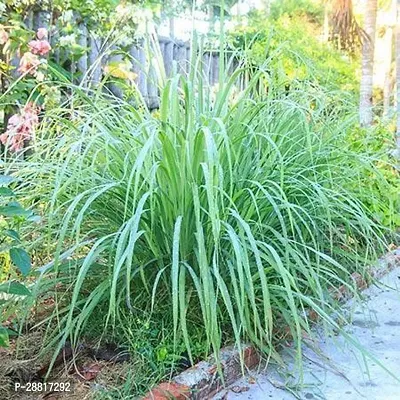 Baishnab  Lemon Grass Plant L6 Lemon Grass Plant