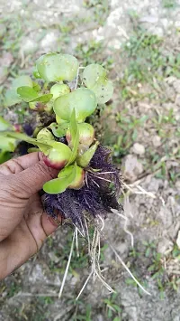 Baishnab Water Pennywort water hyacinth(Kacuripana)-thumb1