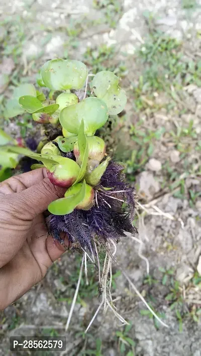 Baishnab Water Pennywort water hyacinth(Kacuripana)-thumb2