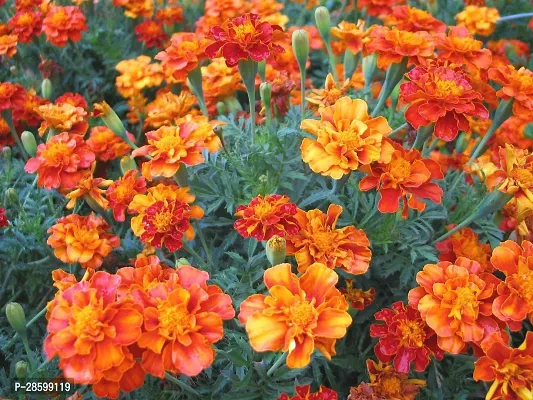 Baishnab Marigold Plant Marigold plant 78-thumb0