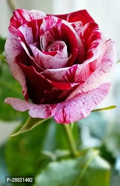 Baishnab  rqq01 Rose Plant