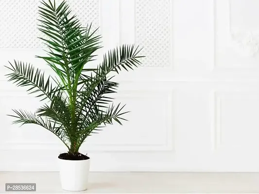 Baishnab Areca Palm n01