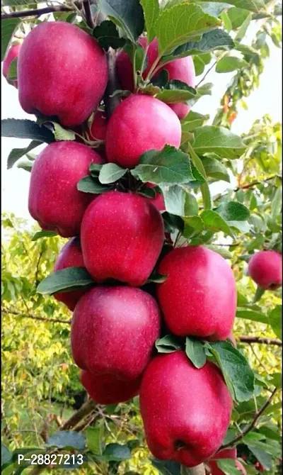 Baishnab  VAMSHA  Grafted  Kashmiri  Apple Plant-thumb0