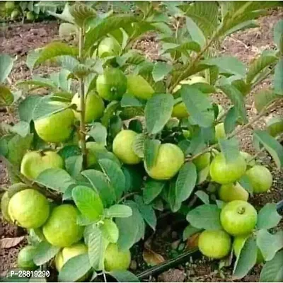 Baishnab  Guava Plant Hybrid Pack of 14 Guava Pla-thumb0