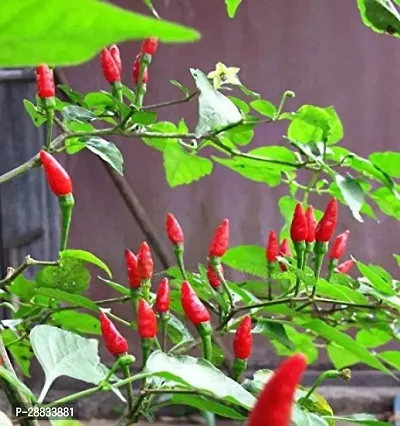 Baishnab Chili seed a 150psCW10 CHILLI MIRCHI HYBRID SEED150PIECE