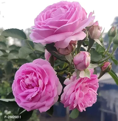 Baishnab  Deshi GolabPink Rose Live PlantV5 Ros-thumb0