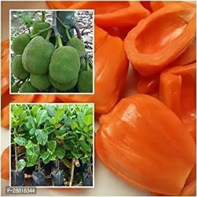 Baishnab  Live hybrid jackfruit plantLPjack3 Jac