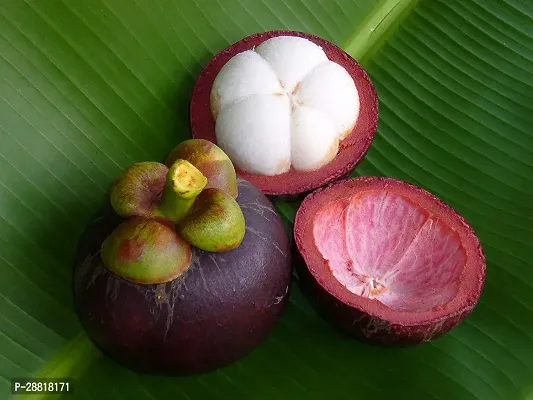 Baishnab  PLANTMANGOSTEEN3 Mango Plant-thumb0