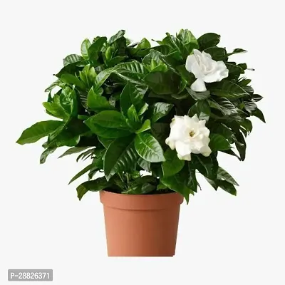 Baishnab  u0u11 Jasmine Plant-thumb0