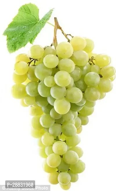 Baishnab  Golden Seedless Grape plant 1 Healthy Vin-thumb0