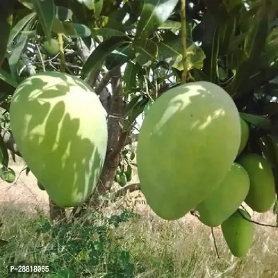 Baishnab  NURJAHAN MANGO PLANT050 Mango Plant-thumb0