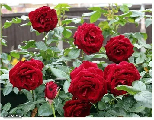 Baishnab Rose Plant Climbing Rose Black Boy-thumb0