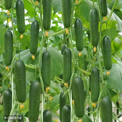 Baishnab Cucamber 1000ps mc tyy Hybrid Cucumber Seeds1000PIECE-thumb0